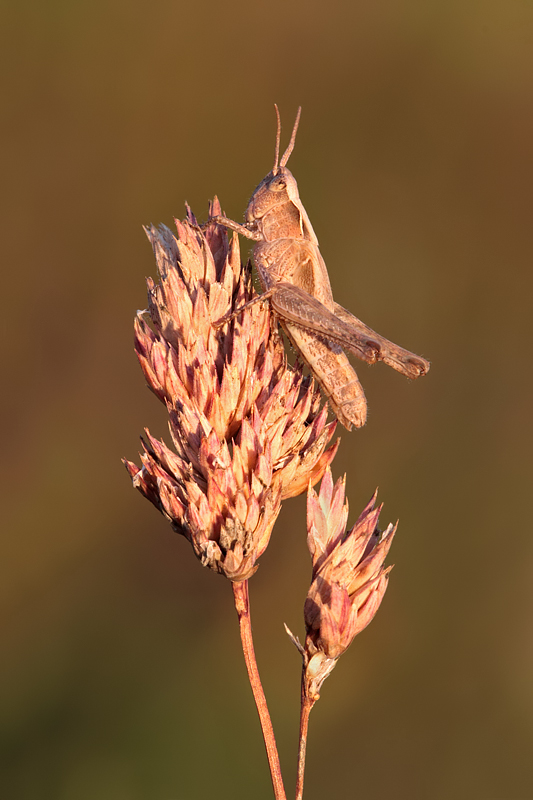 Common Field Grasshopper 3
